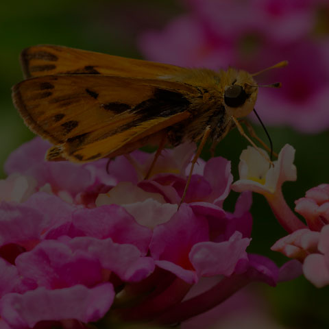 Fiery Skipper