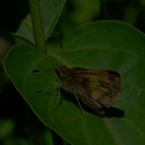 Hobomok Skipper
