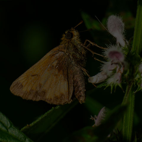 Hobomok Skipper