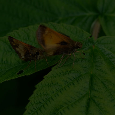 Hobomok Skipper