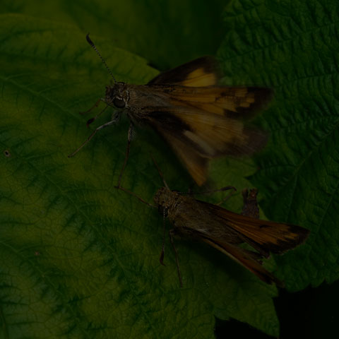 Hobomok Skipper