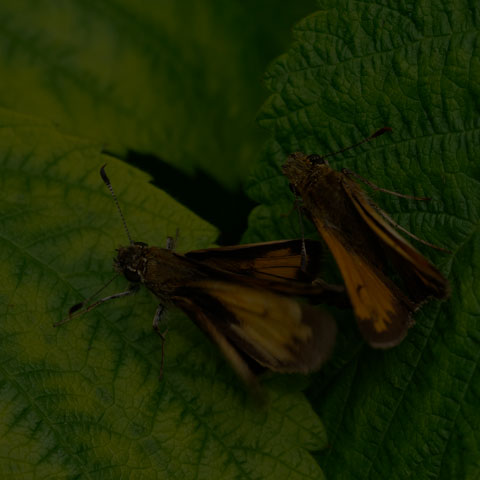 Hobomok Skipper
