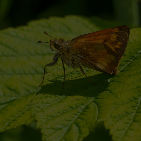 Hobomok Skipper