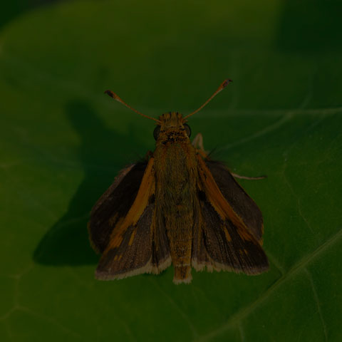 Hobomok Skipper