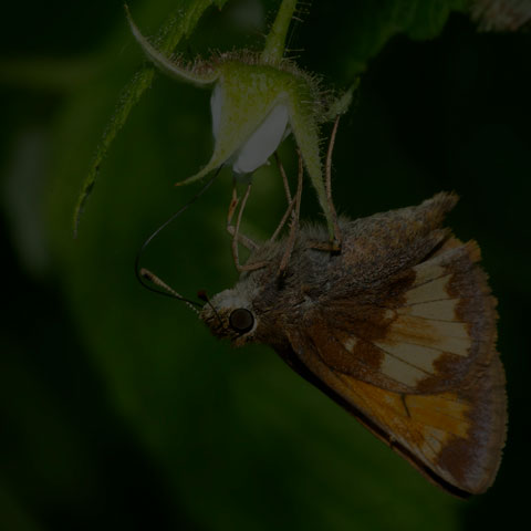 Hobomok Skipper