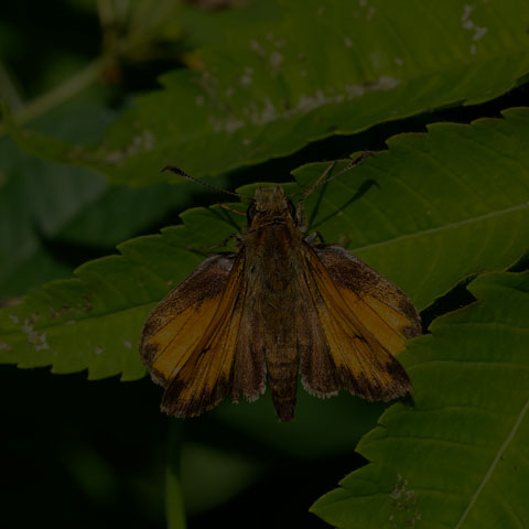 Hobomok Skipper