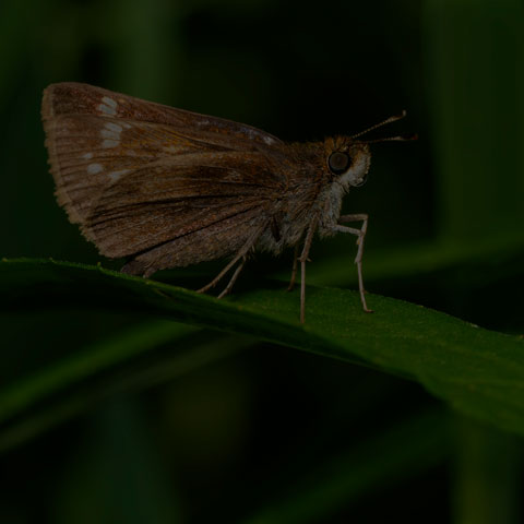 Hobomok Skipper