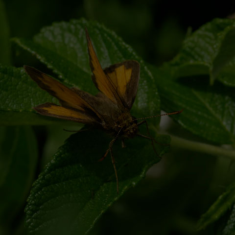 Hobomok Skipper