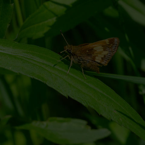 Hobomok Skipper