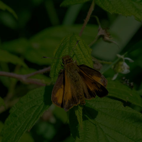 Hobomok Skipper