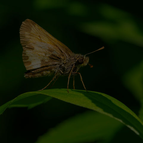 Hobomok Skipper