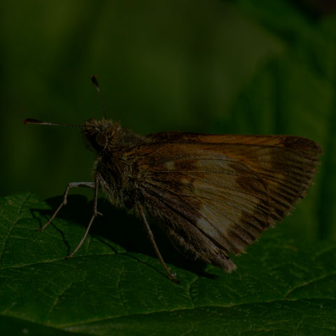Hobomok Skipper