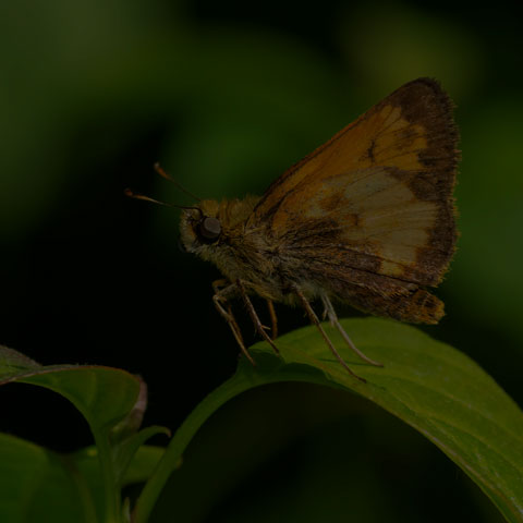 Hobomok Skipper