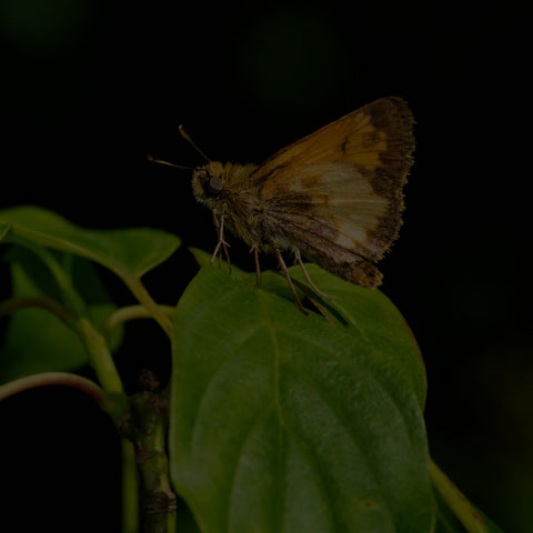 Hobomok Skipper