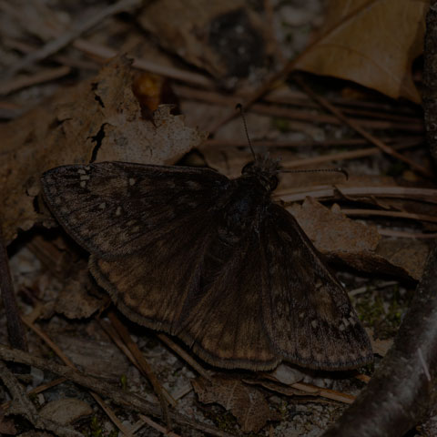 Juvenal's Duskywing