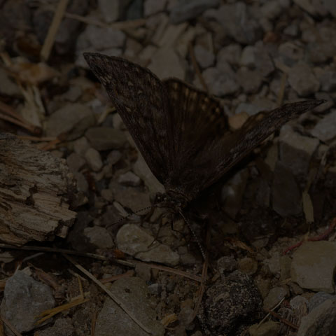 Juvenal's Duskywing