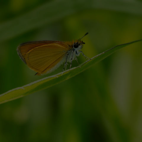 Least Skipper