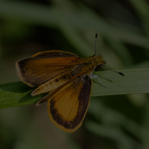 Least Skipper