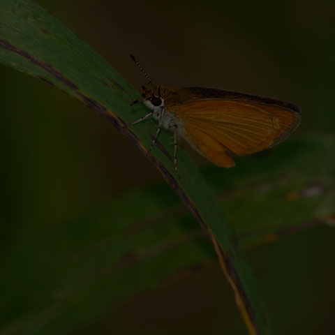 Least Skipper
