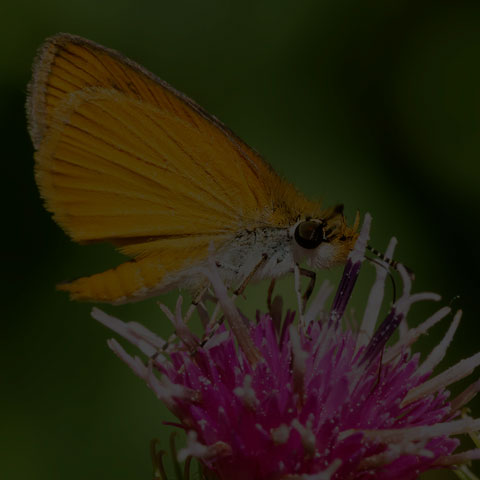 Least Skipper