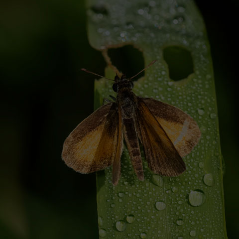 Least Skipper