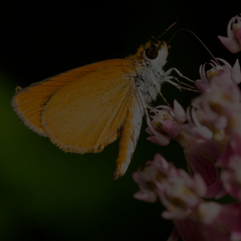 Least Skipper