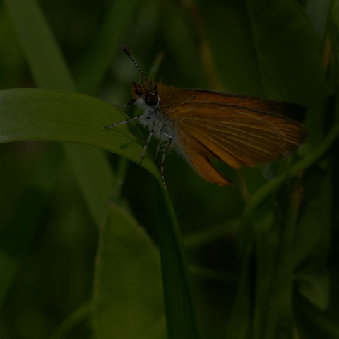 Least Skipper