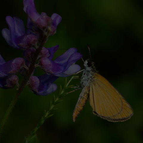 Least Skipper