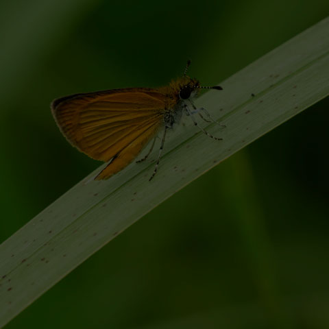 Least Skipper