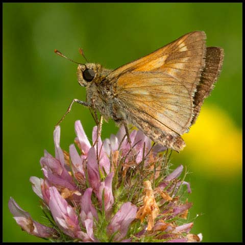 Long Dash Skipper