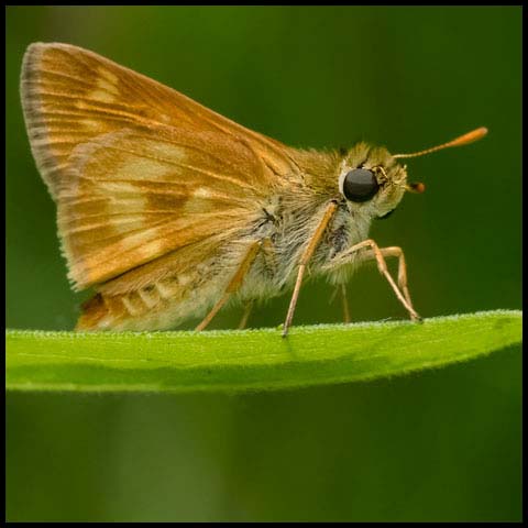 Long Dash Skipper