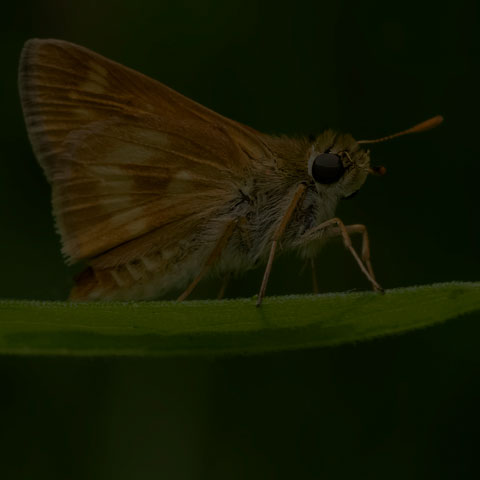 Long Dash Skipper