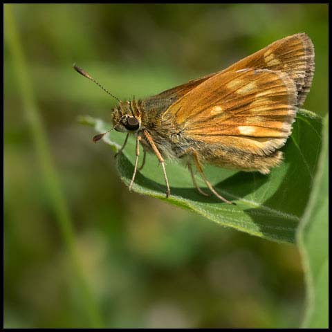 Long Dash Skipper