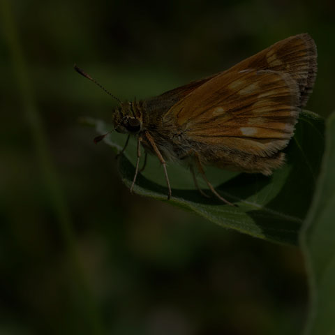 Long Dash Skipper