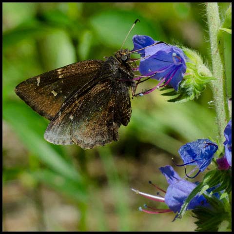 Northern Cloudywing
