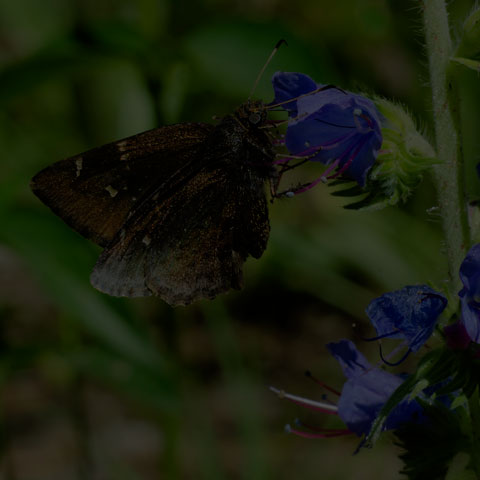 Northern Cloudywing