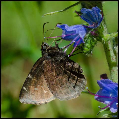Northern Cloudywing