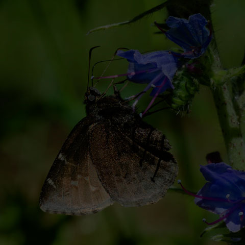 Northern Cloudywing