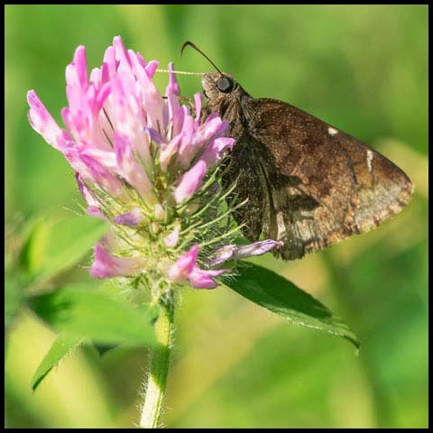 Northern Cloudywing