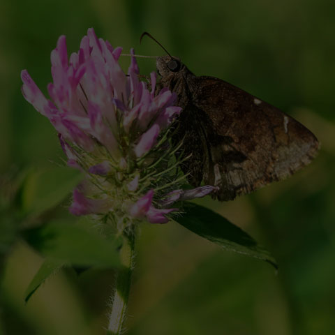 Northern Cloudywing