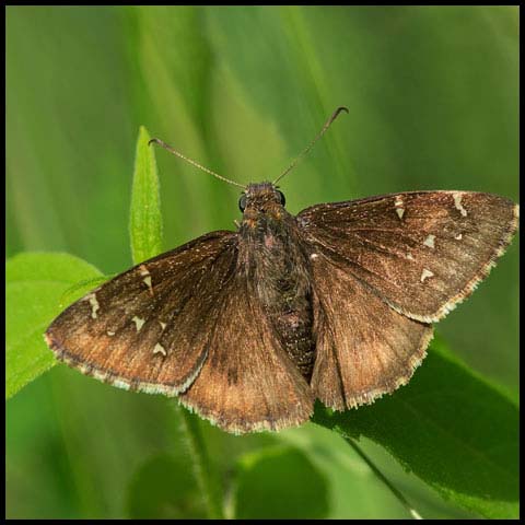 Northern Cloudywing
