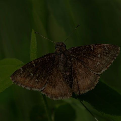 Northern Cloudywing