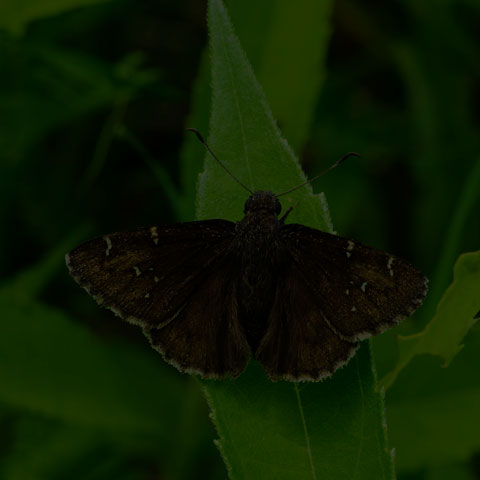 Northern Cloudywing