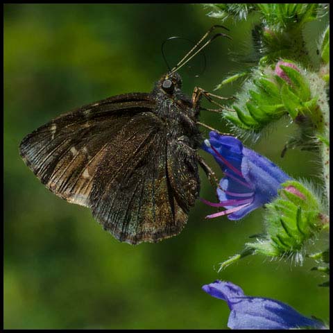 Northern Cloudywing