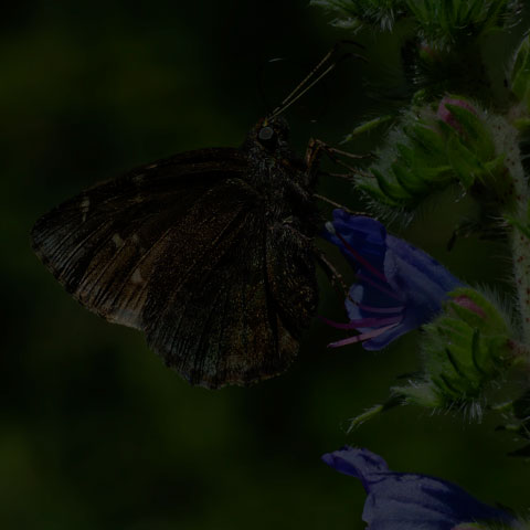 Northern Cloudywing
