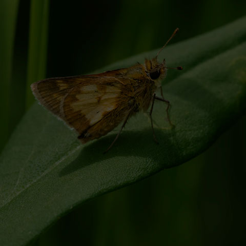 Peck's Skipper