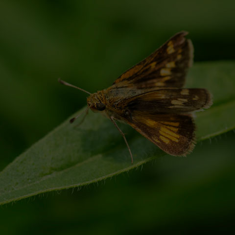 Peck's Skipper