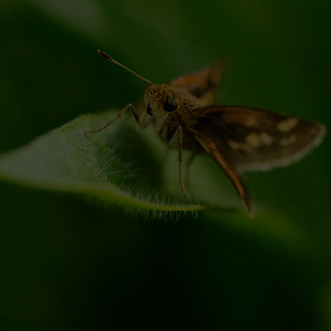 Peck's Skipper