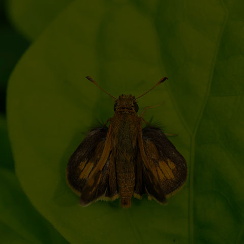 Peck's Skipper