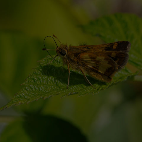Peck's Skipper